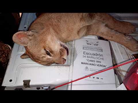 Ya está en el monte el puma que apareció en el centro de Pilcaniyeu