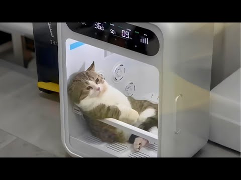 When you own the laziest cat in the world 😃