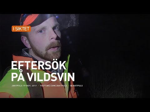 Eftersök på vildsvin