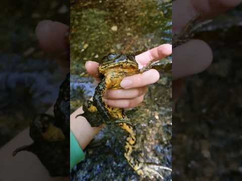 ガチュラルヒキガエルについて詳しく解説