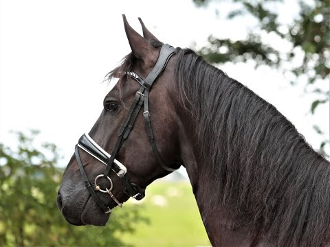 Stal Okkema's Duurt - gelding - 2017 - 1.63m