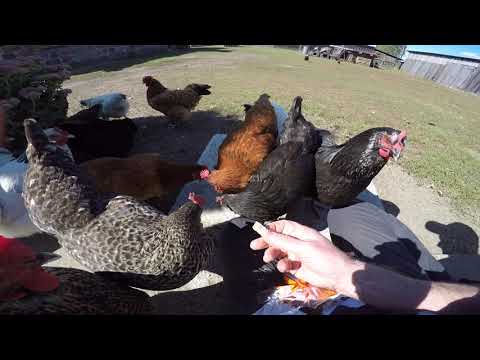 Für´s Huhn was tun!