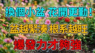 盆越小，花越多？老花匠不外傳的控根術，讓根系壯如人參！#養花技巧 #園藝 #爆花 #控根 #新手養花