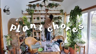 rearranging plants on my plant wall & pest maintenance!