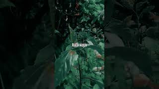 Download lagu story WA 30 detik lirik rap younglex mp3 Download lagu story WA 30 detik lirik rap younglex mp3