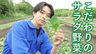 おいしくて体がうれしい野菜とは！？