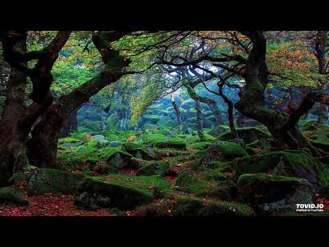 Dino Psaras - A Forest