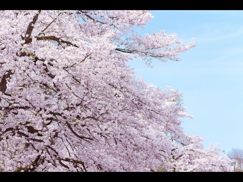 SAKURA - いきものがかり (Ikimonogakari)(カヴァー)