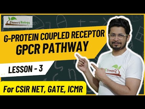 GPCR signaling pathway csir net | G protein coupled receptor signaling