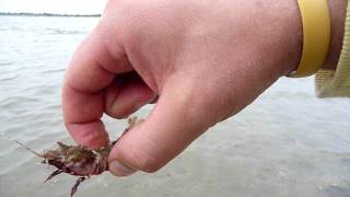 preview picture of video 'florida shrimp at fort matanzas'