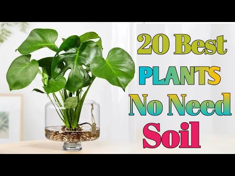 20 Best Plants don't need soil to grow  | Plants no need soil | No Need Soil Plants