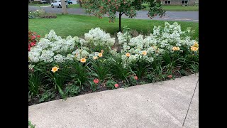 Early August Garden Tour Part 2