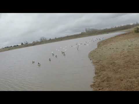A couple canvasbacks snuck in but we got em POV