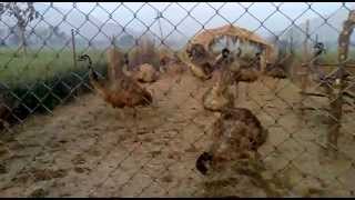 preview picture of video 'emu farm in punjab,, sirhind,, fatehgarh sahib,,,,,,{bhatti emu farm},Emu_race[1].mp4'