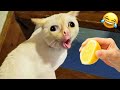Funniest Cats And Dogs Clip 2025 Try Not To Laugh
