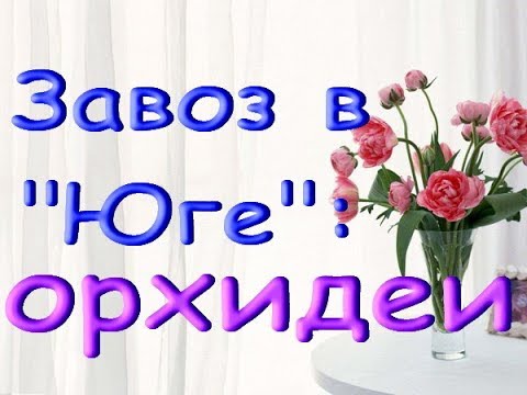 ШИКАРНЫЙ завоз СОРТОВЫХ ОРХИДЕЙ в "Юге":Hot Kiss,Papagayo,Wild Cat,20.10.19.ПРИВЕТ ЛЮДМИЛЕ!