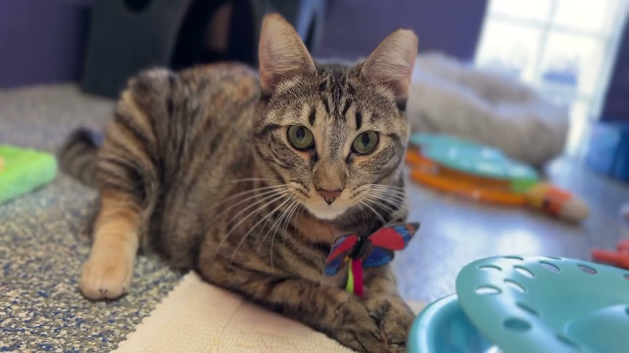 Enlarge Glinda, a Adoptable Domestic Short Hair in Fort Lauderdale, FL video 6/6