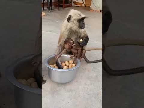 Longur Monkey Hungry Eat Potato