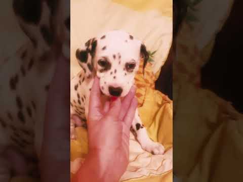 Perros Husky Siberiano en venta