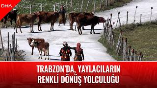 Trabzon’da, yaylacıların renkli dönüş yolculuğu