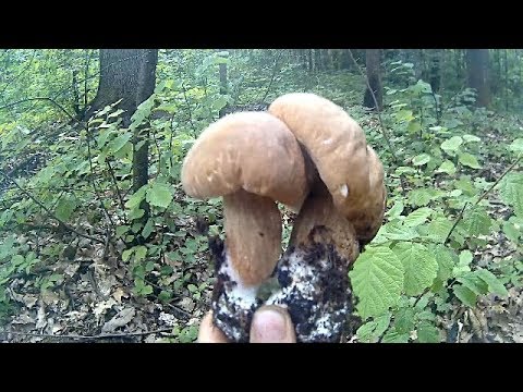 Скочили вечерком на годинку по Білі Гриби на розвідку