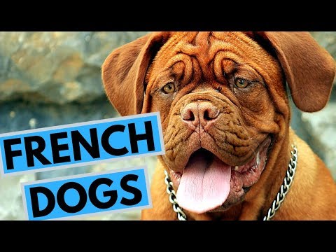 TOP 20 French Dog Breeds List