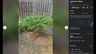 Download Lagu $25,000 Japanese Maple - Facebook Marketplace for finding trees, plants and bonsai material Thumbnail