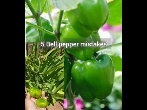 5 bell pepper planting mistakes | Tips and Tricks