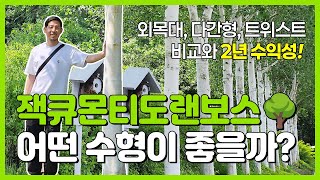 부업으로 자작나무 심어 수익내는 농장소개! 재배방법 및 수형 추천!! 잭큐몬티도랜보스
