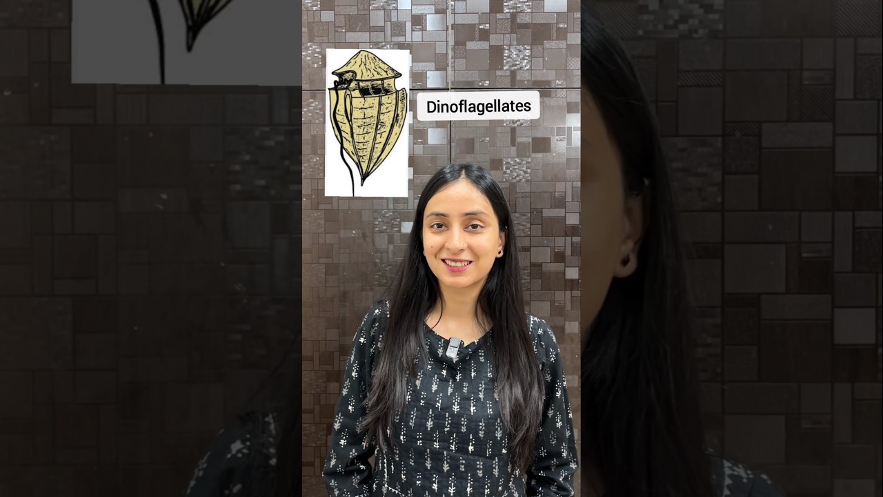 Dinoflagellates | Kingdom Protista #neet #class11 #shortsvideo #shorts #ytshorts #study