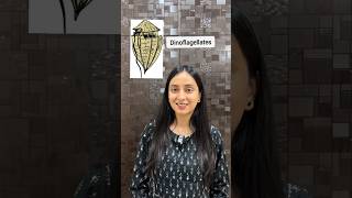 Dinoflagellates | Kingdom Protista #neet #class11 #shortsvideo #shorts #ytshorts #study