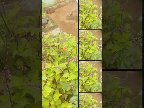 28 July 2025#flowers #varelshorts #public #nature #varelsong #love #highlight #butterfly