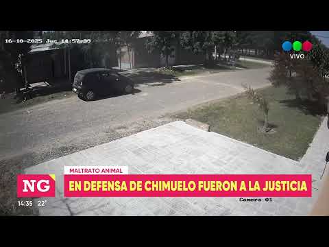Bruta ataque contra "Chimuelo" en Sauce Viejo: la Sociedad Protectora de Animales va a la Justicia