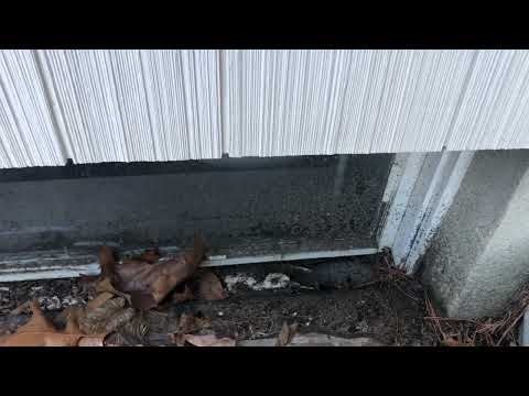 Mice & Their Droppings All Over the Basement