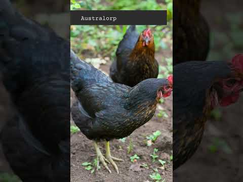 , title : 'All about Chicken Breeds | Australorp'