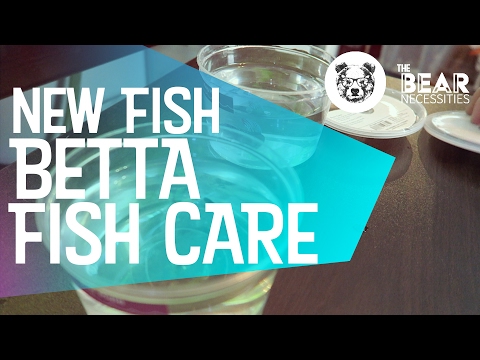 New Bettas - Fish Care - Acclimation and Tips