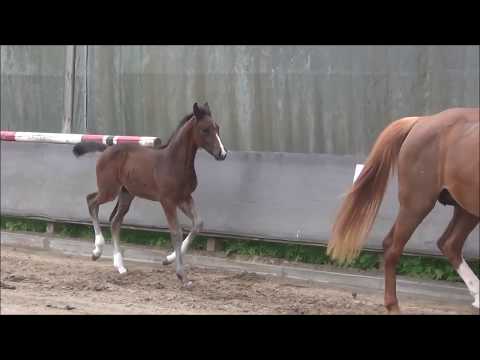 *2017 Hengstfohlen von Hickstead White - Salito