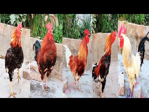 20 different breeds of chickens - Comparison with crowing roosters examples