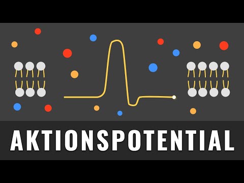 Action potential explained simply! | Process and diagram