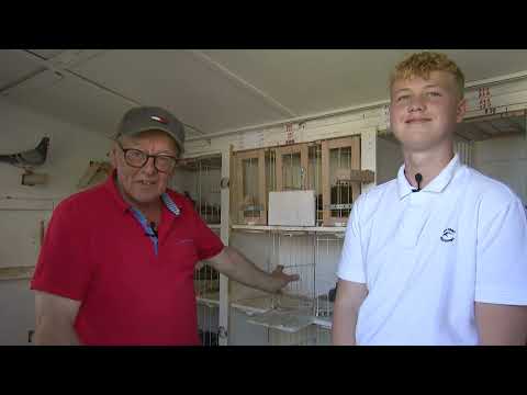 Le pigeon Belge: Constateur Familie Vanneste