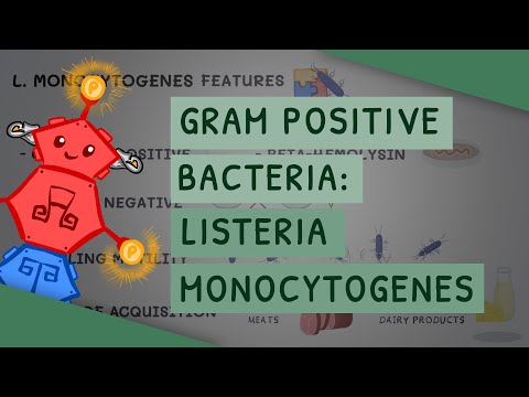 Gram Positive Bacteria: Listeria monocytogenes