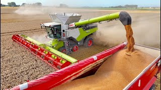 Download lagu First Day out with the NEW Combine | Claas Lexion 8900 vs 780 | Seed Wheat Harvest '24 - KMWP Farms mp3 Download lagu First Day out with the NEW Combine | Claas Lexion 8900 vs 780 | Seed Wheat Harvest '24 - KMWP Farms mp3