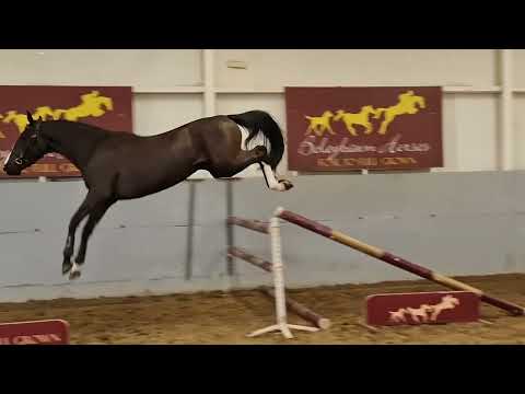 Veneziano Van't Merelsnest - Loose Jumping and in hand