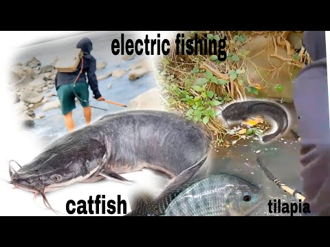 Catched Fish Using Manmade Electric 💡⚡