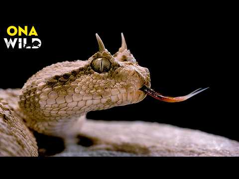 INSIDE AFRICA’S MOST DANGEROUS SNAKES | Survival in Extreme Conditions | Nature Animal Documentary