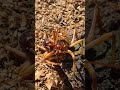 Bug Newzealand Weta Shorts