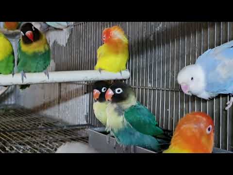 Happy Lovebird Sounds: 6-Hour Playlist for Pet Birds