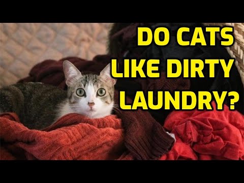 YouTube video about: Why does my cat roll in my clothes?