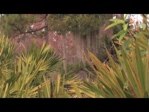 Olustee Battle Field Video 3