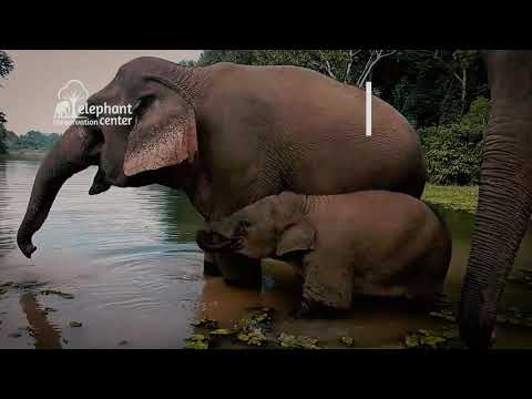 WHY BREED ELEPHANTS ? (Part 2)